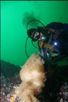 FEATHER STAR AND TUNICATES ON BOOT SPONGE