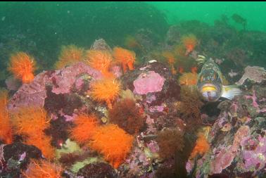 COPPER ROCKFISH AND CUCUMBERS