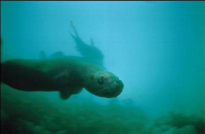 SEA LION