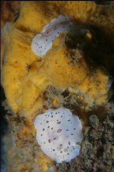 NUDIBRANCHS ON SPONGE ON ROPE