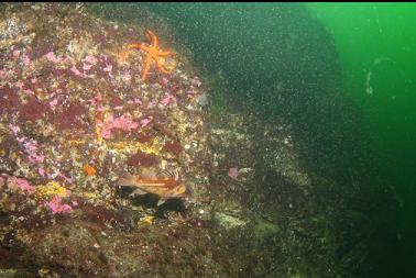 copper rockfish in school of mysid shrimp