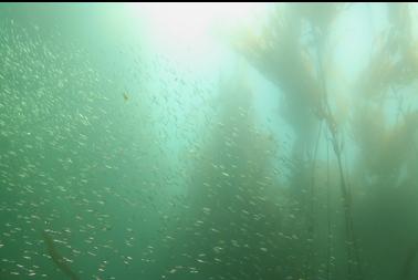 herring in kelp