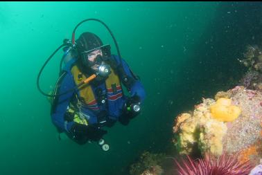 yellow lemon nudibranchs eating sponge