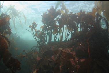 stalked kelp in shallows