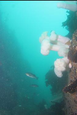 plumose anemones