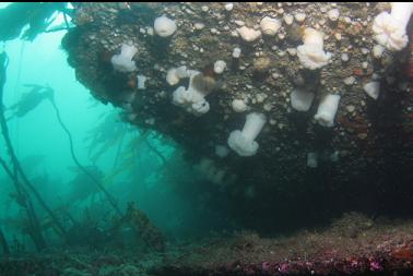 anemones under hull plating