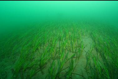 eelgrass in current