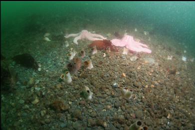 seastars and clam siphons