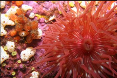 brooding anemone?
