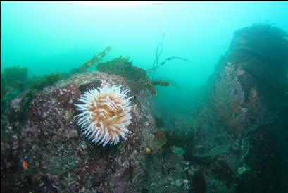 fish-eating anemone