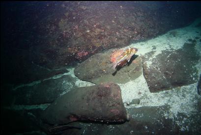 copper rockfish in front of painted anemone