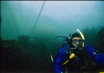 DIVER IN SHALLOWS WITH BALL OF HERRING IN BACKGROUND