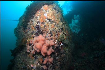 lobed tunicates