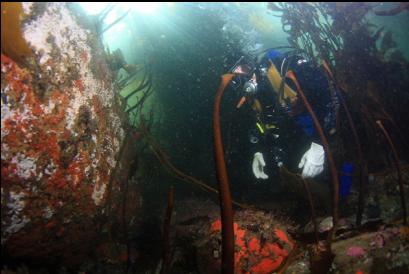 boulder under kelp