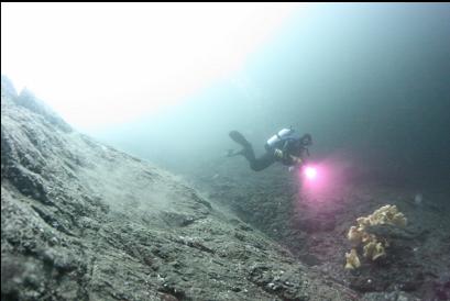 lingcod and cloud sponge