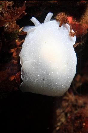 nudibranch