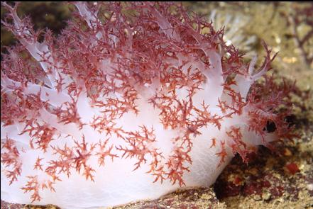 nudibranch