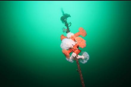 plumose anemones on mooring rope