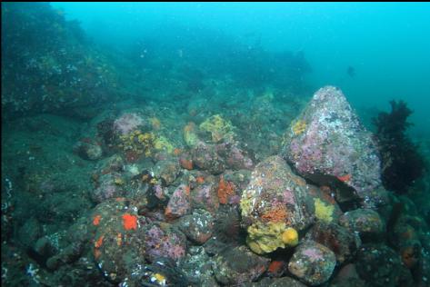 rocks in the shallows at the tip of the point