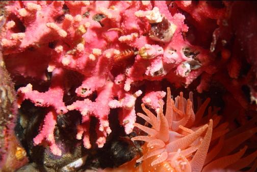 hydrocoral and crimson anemone