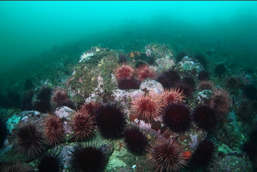 urchins and quillback rockfish