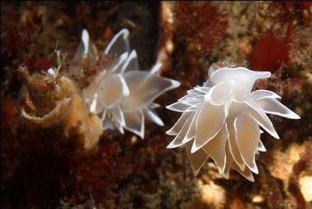 nudibranchs