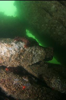 CALIFORNIA CUCUMBERS AND ROCKFISH UNDER OVERHANG