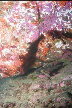 COPPER ROCKFISH