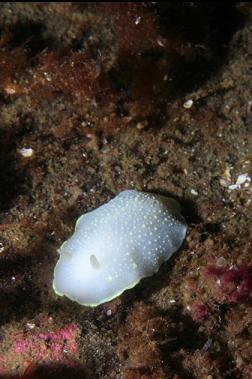 nudibranch