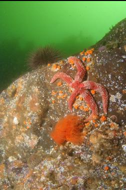 seastar, cup corals, burrowing cucumber and urchin