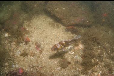 copper rockfish in silty area