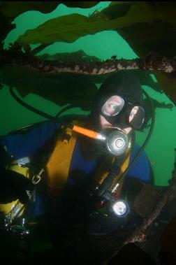 looking under kelp