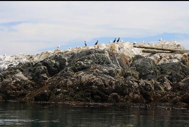 birds on islet