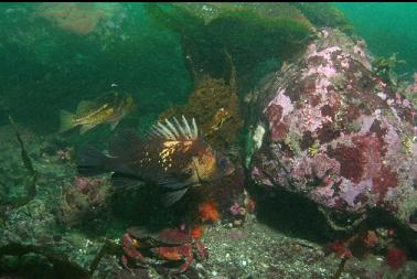 quillback and copper rockfish over crab