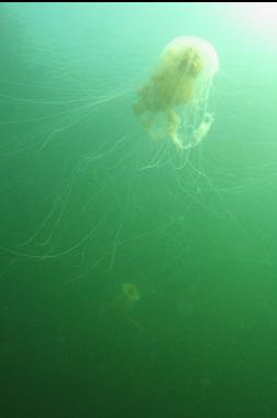 lions mane jellies