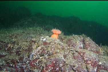 swimming anemone on wall