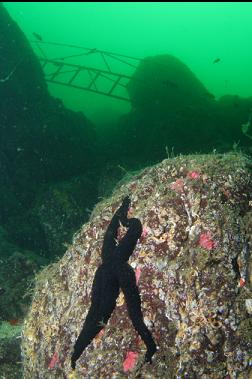 seastar below gangway