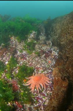 sunflower star in shallows