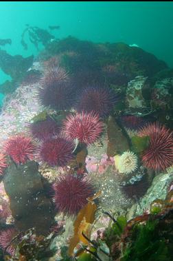 urchins and anemone