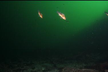 school of small quillback rockfish