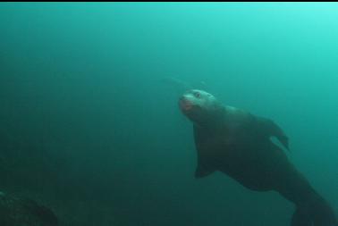 sealion sticking out tounge