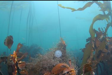 moon jelly on shallow kelp