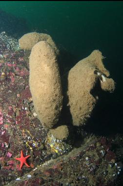 boot sponges