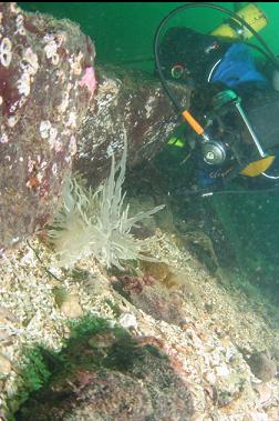 giant swimming nudibranch