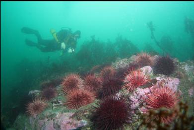 just in case I forgot to include pictures of urchins