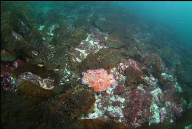 Puget Sound king crab and bottom kelp