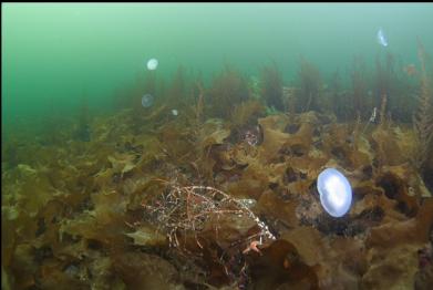 moon jellies