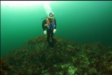 bottom kelp-covered reefs at 40 feet