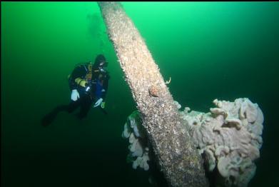 cloud sponge on cement pillar