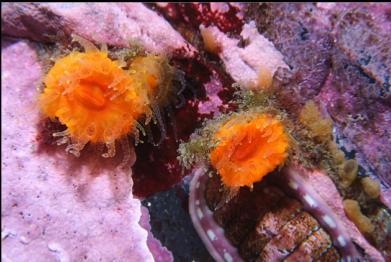 cup corals on wall